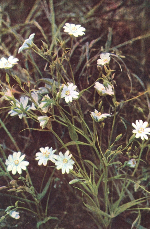 stitchwort