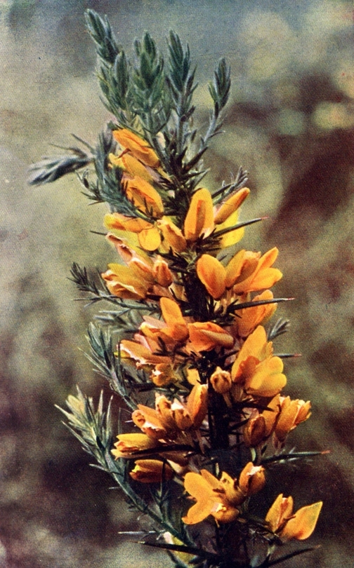 gorse
