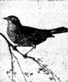 accentor