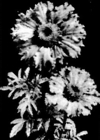 african marigold