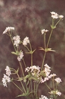 woodruff