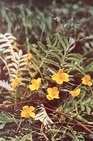silverweed