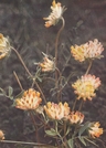 kidney vetch