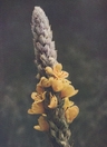 great mullein