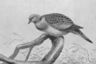 turtle-dove